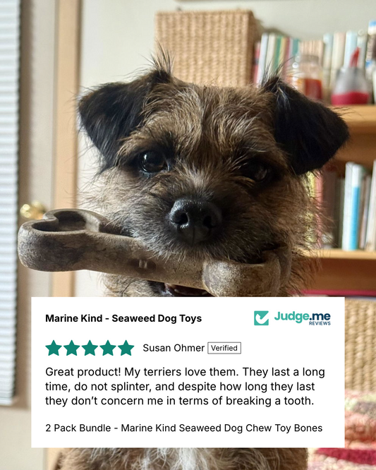 The Best Natural Chews for Dog Dental Health (And Why Seaweed Beats Plastic Every Time) Marine Kind - Seaweed Dog Toys