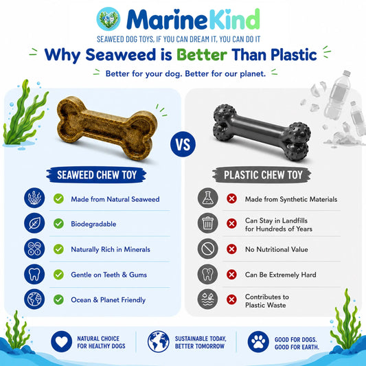 Are Seaweed Dog Chews Safe? Everything Pet Owners Need to Know Marine Kind - Seaweed Dog Toys