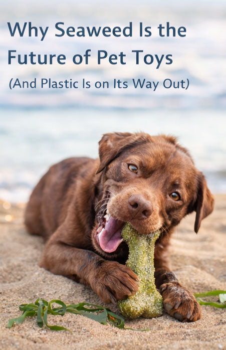 Why Seaweed Is the Future of Pet Toys (And Plastic Is on Its Way Out)