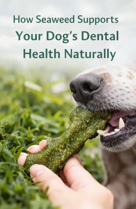 How Seaweed Supports Your Dog’s Dental Health Naturally Marine Kind - Seaweed Dog Toys