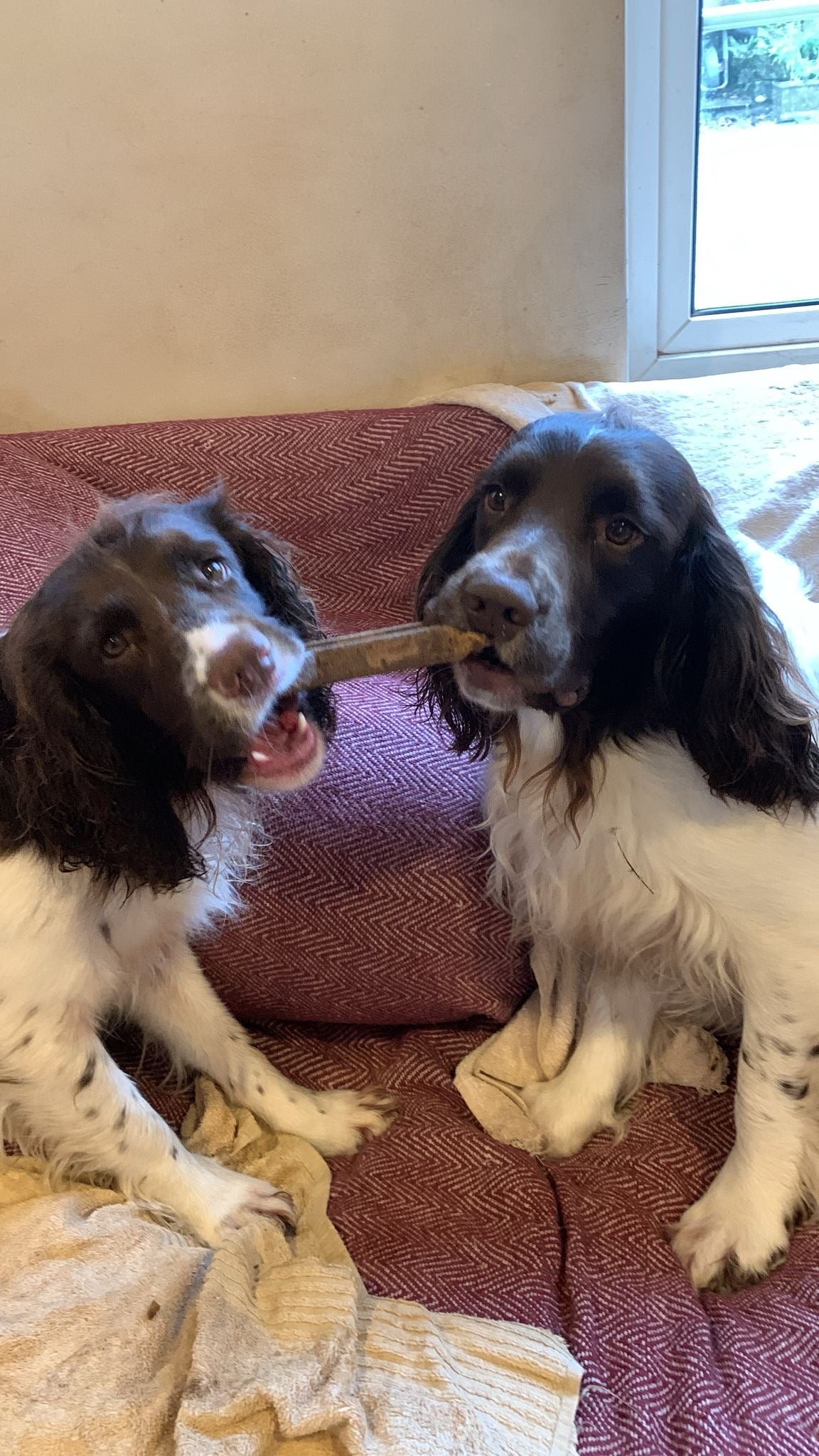 Our Natural Seaweed Dog Toys