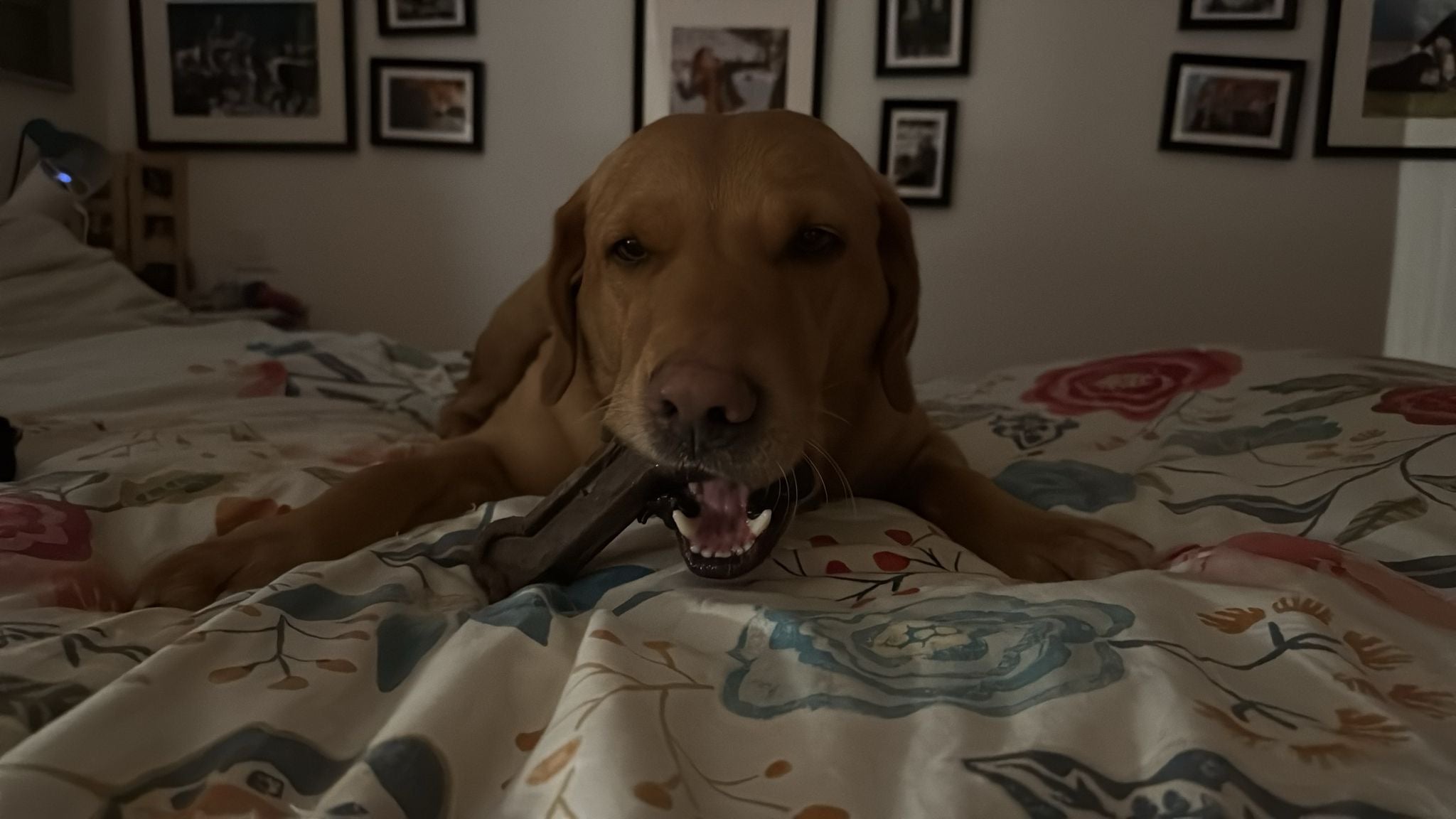 Dog lying on a bed with floral patterns, chewing on a bone.