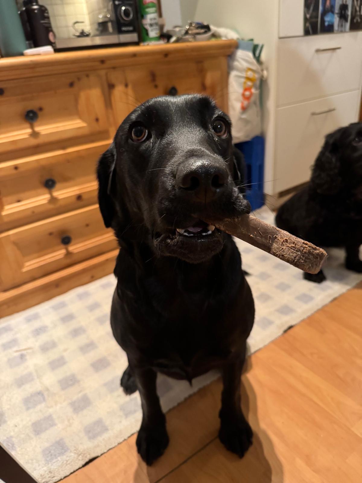 Dog holding toy as Pencil