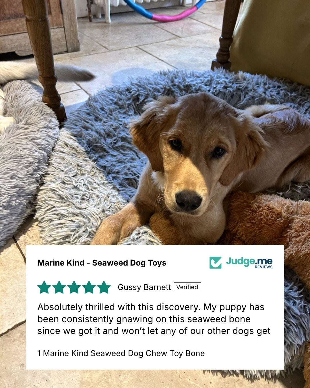 1 Marine Kind Seaweed Dog Chew Toy Bone Marine Kind