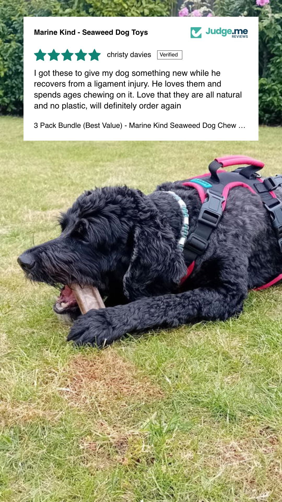 1 Marine Kind Seaweed Dog Chew Toy Bone Marine Kind