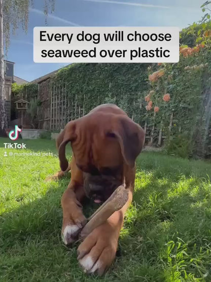 2er-Pack – Marine Kind Algen-Kauspielzeugknochen für Hunde